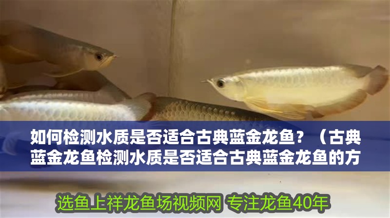如何檢測水質(zhì)是否適合古典藍金龍魚？（古典藍金龍魚檢測水質(zhì)是否適合古典藍金龍魚的方法）