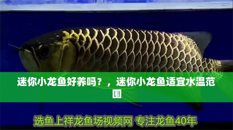 迷你小龍魚好養嗎？，迷你小龍魚適宜水溫范圍
