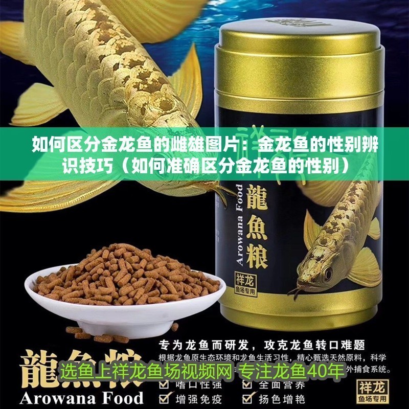 如何區分金龍魚的雌雄圖片：金龍魚的性別辨識技巧（如何準確區分金龍魚的性別）