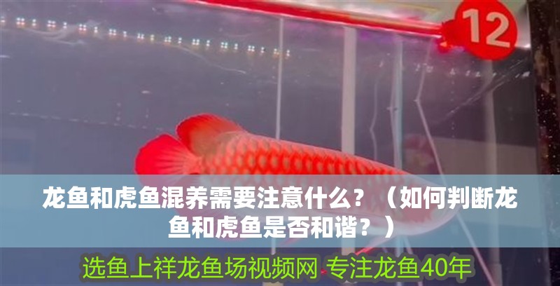 龍魚和虎魚混養需要注意什么？（如何判斷龍魚和虎魚是否和諧？） 龍魚和虎魚混養需要注意什么？（如何判斷龍魚和虎魚是否和諧？） 龍魚百科
