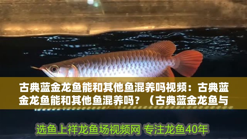 古典藍金龍魚能和其他魚混養嗎視頻：古典藍金龍魚能和其他魚混養嗎？（古典藍金龍魚與其他魚類混養時需要考慮哪些因素，需要考慮哪些因素）