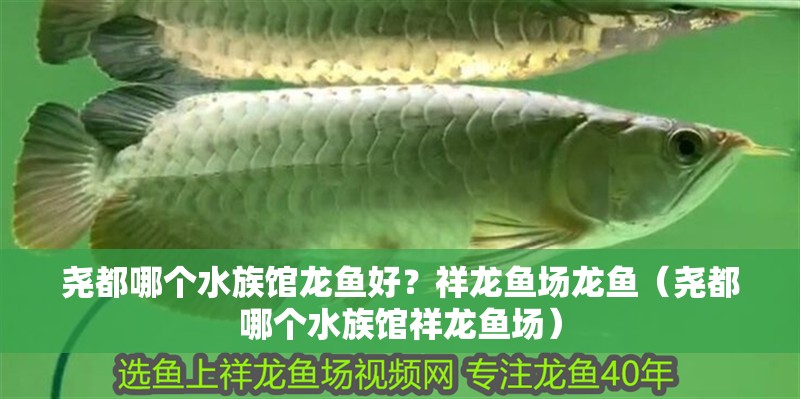 堯都哪個水族館龍魚好？祥龍魚場龍魚（堯都哪個水族館祥龍魚場）