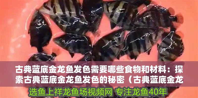 古典藍底金龍魚發色需要哪些食物和材料：探索古典藍底金龍魚發色的秘密（古典藍底金龍魚的發色）