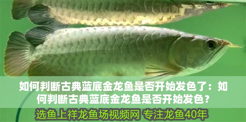 如何判斷古典藍底金龍魚是否開始發色了：如何判斷古典藍底金龍魚是否開始發色？