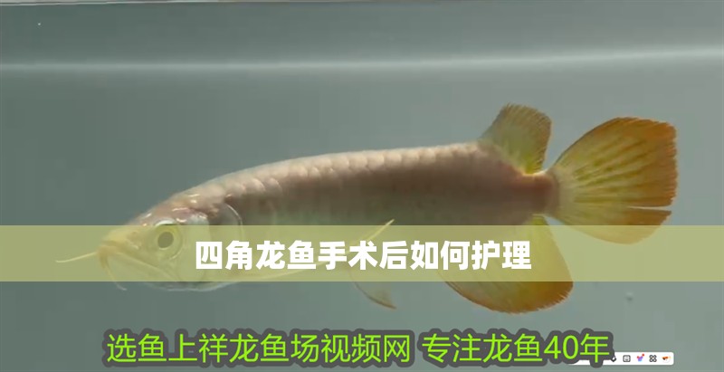 四角龍魚手術后如何護理 四角龍魚手術后如何護理 龍魚百科