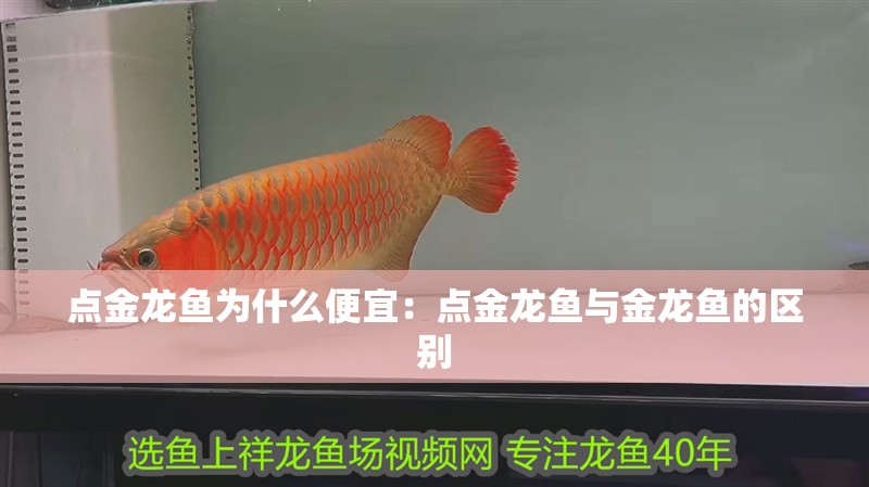點金龍魚為什么便宜：點金龍魚與金龍魚的區別