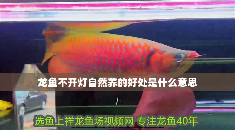 龍魚不開燈自然養的好處是什么意思