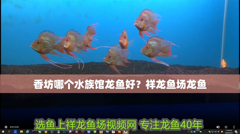 香坊哪個水族館龍魚好？祥龍魚場龍魚 香坊哪個水族館龍魚好？祥龍魚場龍魚 龍魚百科