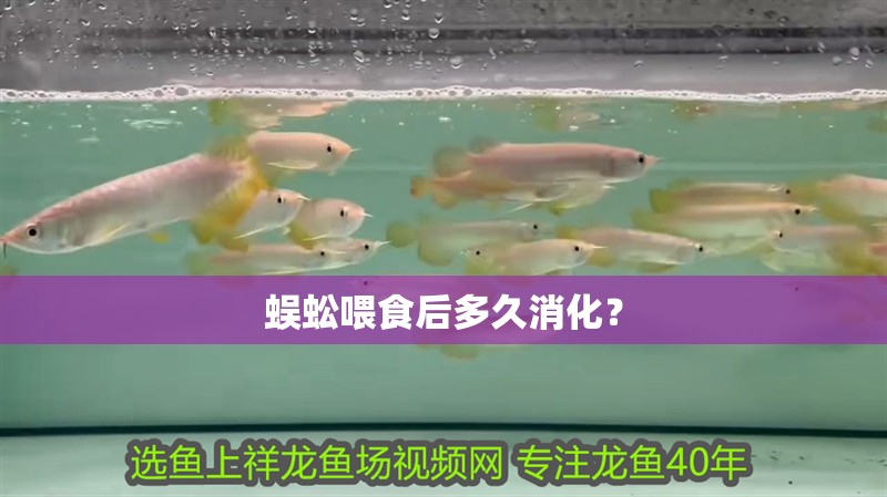 蜈蚣喂食后多久消化？ 蜈蚣喂食后多久消化？ 龍魚百科