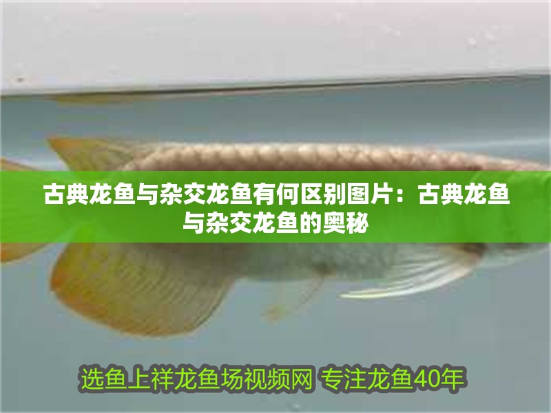 古典龍魚與雜交龍魚有何區別圖片：古典龍魚與雜交龍魚的奧秘