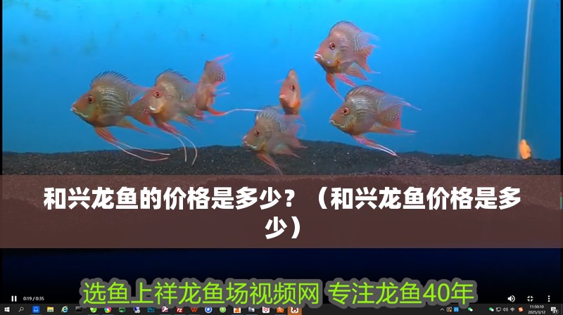 和興龍魚的價格是多少？（和興龍魚價格是多少）