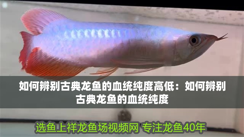 如何辨別古典龍魚的血統純度高低：如何辨別古典龍魚的血統純度