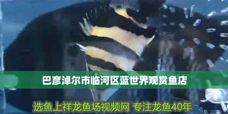 巴彥淖爾市臨河區藍世界觀賞魚店