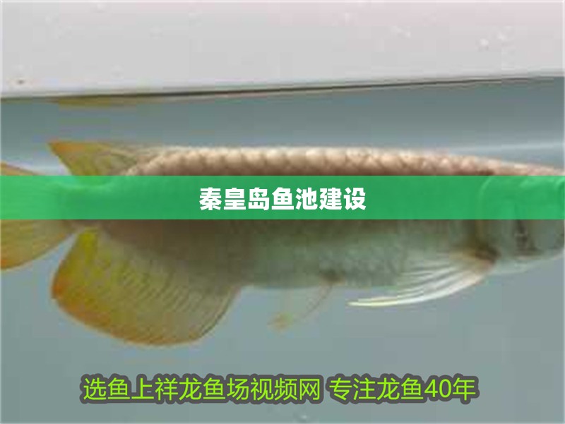 秦皇島魚池建設 秦皇島魚池建設 觀賞魚百科