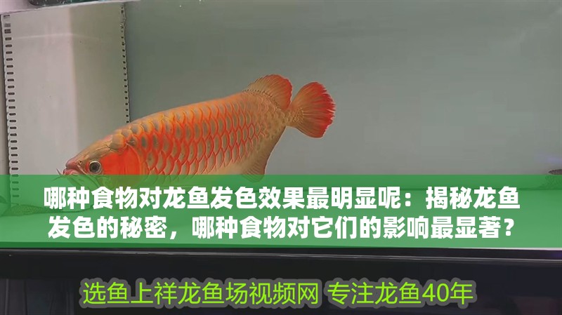 哪種食物對(duì)龍魚發(fā)色效果最明顯呢：揭秘龍魚發(fā)色的秘密，哪種食物對(duì)它們的影響最顯著？