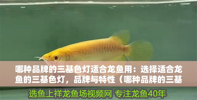 哪種品牌的三基色燈適合龍魚用：選擇適合龍魚的三基色燈，品牌與特性（哪種品牌的三基色燈適合龍魚）