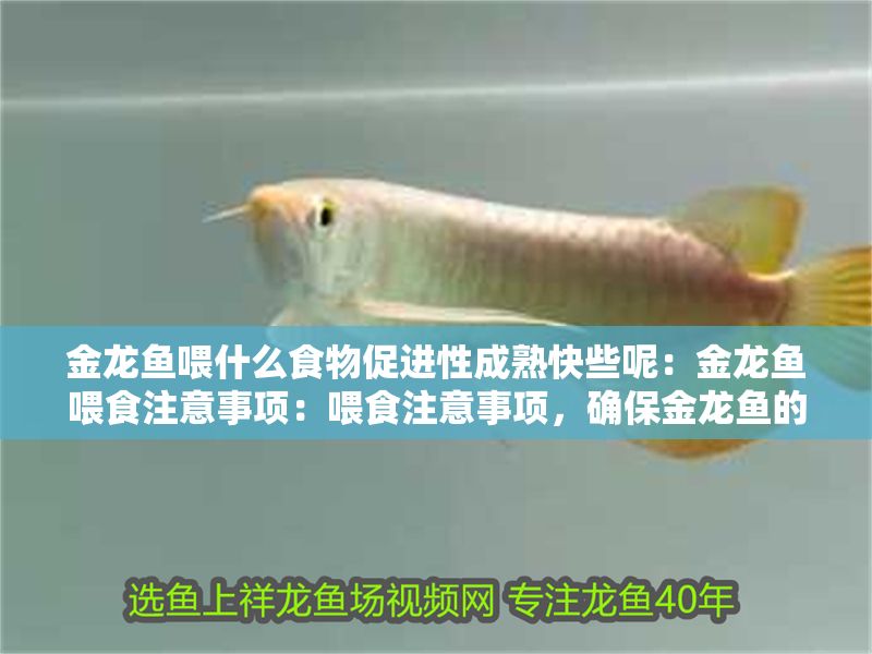 金龍魚喂什么食物促進性成熟快些呢：金龍魚喂食注意事項：喂食注意事項，確保金龍魚的性成熟 金龍魚喂什么食物促進性成熟快些呢：金龍魚喂食注意事項：喂食注意事項，確保金龍魚的性成熟 龍魚百科 第2張