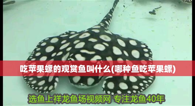 吃蘋果螺的觀賞魚叫什么(哪種魚吃蘋果螺) 吃蘋果螺的觀賞魚叫什么(哪種魚吃蘋果螺) 觀賞魚百科