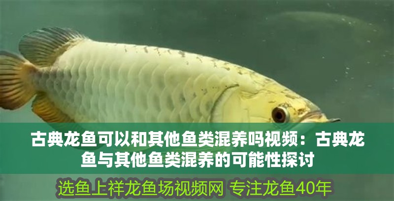 古典龍魚可以和其他魚類混養嗎視頻：古典龍魚與其他魚類混養的可能性探討