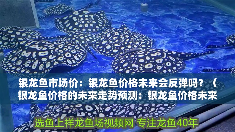 銀龍魚市場價：銀龍魚價格未來會反彈嗎？（銀龍魚價格的未來走勢預測：銀龍魚價格未來會反彈嗎）