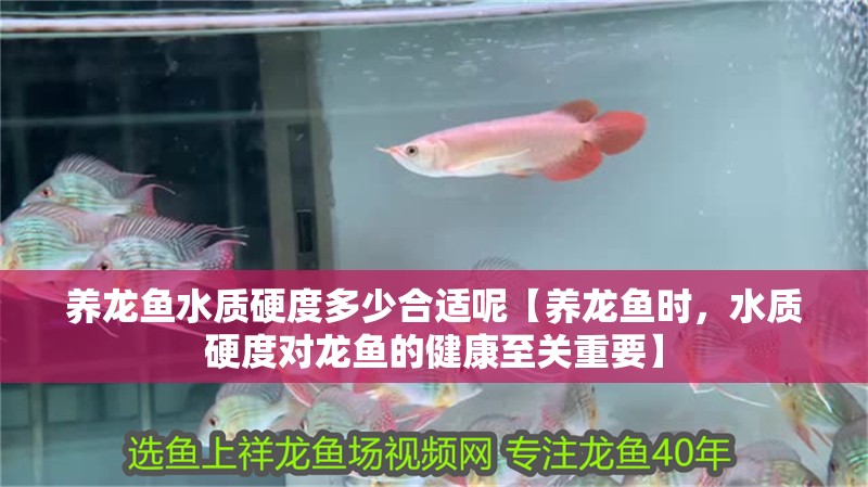 養龍魚水質硬度多少合適呢【養龍魚時，水質硬度對龍魚的健康至關重要】