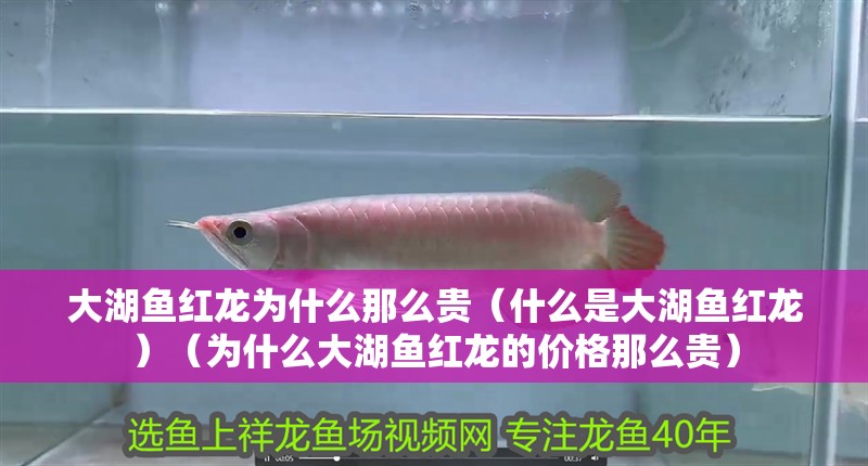 大湖魚紅龍為什么那么貴（什么是大湖魚紅龍）（為什么大湖魚紅龍的價格那么貴） 大湖魚紅龍為什么那么貴（什么是大湖魚紅龍）（為什么大湖魚紅龍的價格那么貴） 觀賞魚百科