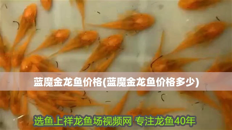 藍(lán)魔金龍魚價(jià)格(藍(lán)魔金龍魚價(jià)格多少)