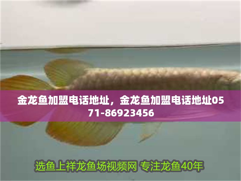 金龍魚加盟電話地址，金龍魚加盟電話地址0571-86923456 金龍魚加盟電話地址，金龍魚加盟電話地址0571-86923456 龍魚百科 第2張