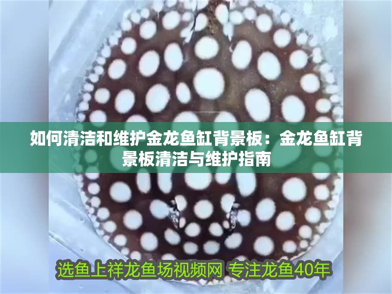 如何清潔和維護金龍魚缸背景板：金龍魚缸背景板清潔與維護指南