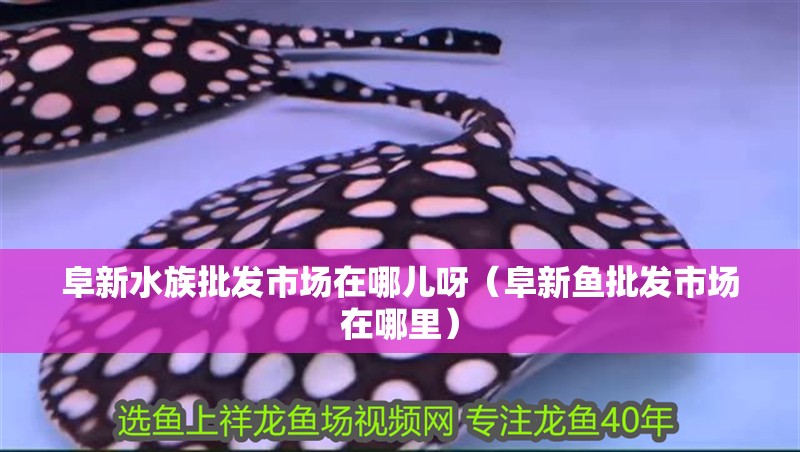 阜新水族批發市場在哪兒呀（阜新魚批發市場在哪里）