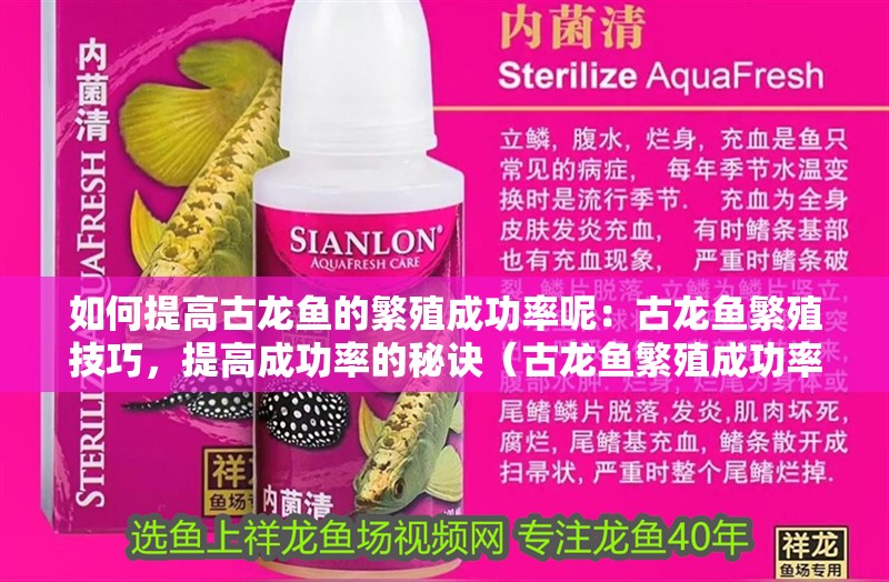 如何提高古龍魚的繁殖成功率呢：古龍魚繁殖技巧，提高成功率的秘訣（古龍魚繁殖成功率提高古龍魚繁殖成功率的秘訣和技巧）