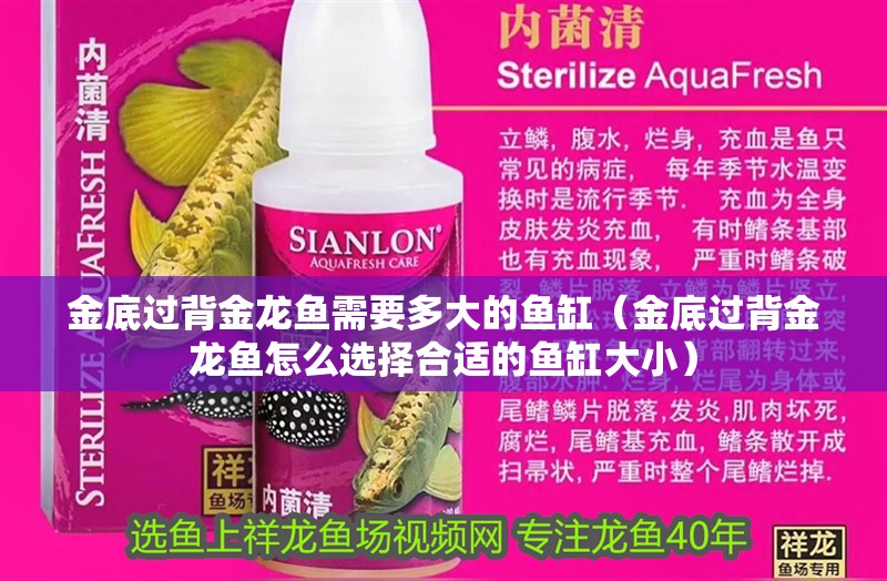 金底過背金龍魚需要多大的魚缸（金底過背金龍魚怎么選擇合適的魚缸大小）
