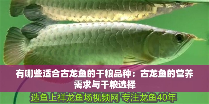 有哪些適合古龍魚的干糧品種：古龍魚的營養需求與干糧選擇