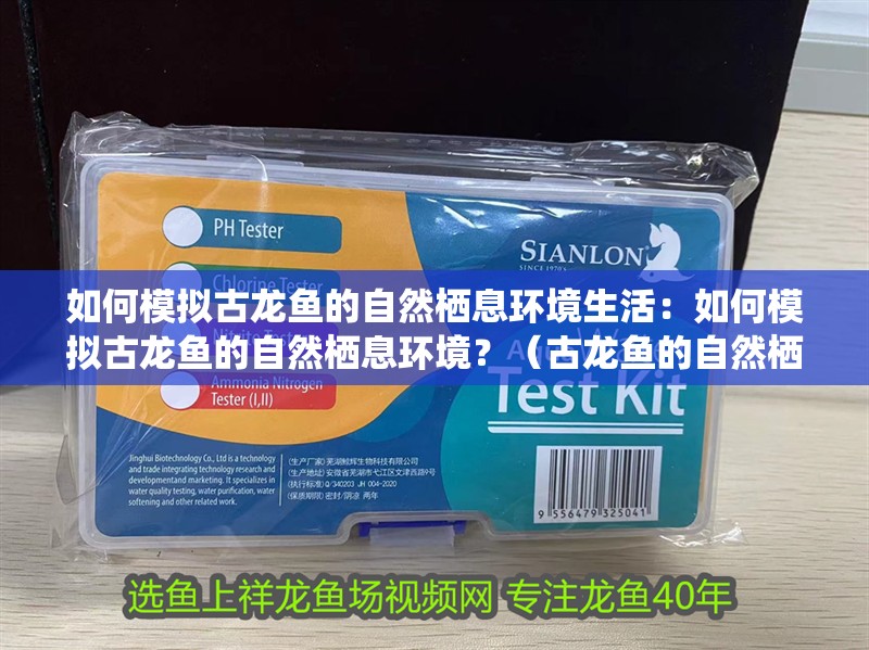 如何模擬古龍魚的自然棲息環境生活：如何模擬古龍魚的自然棲息環境？（古龍魚的自然棲息環境）