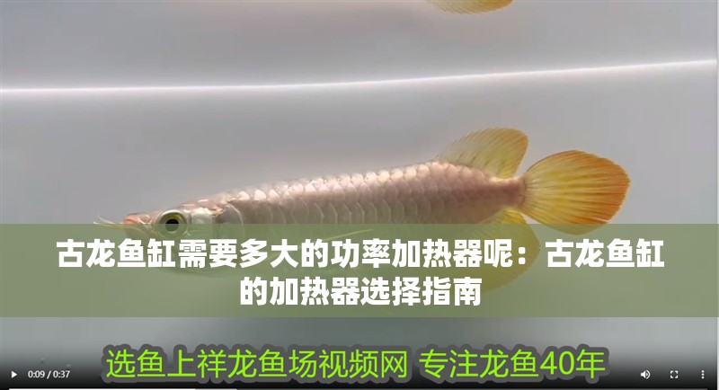 古龍魚缸需要多大的功率加熱器呢：古龍魚缸的加熱器選擇指南 古龍魚缸需要多大的功率加熱器呢：古龍魚缸的加熱器選擇指南 水族問答