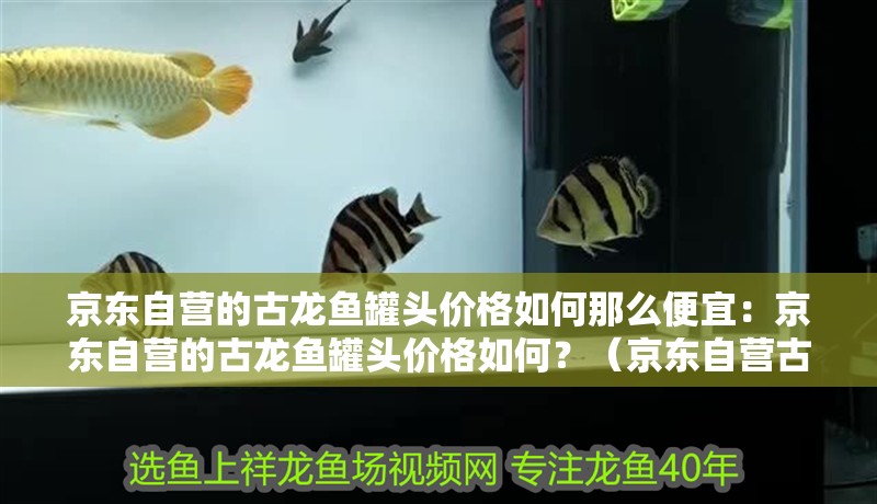 京東自營的古龍魚罐頭價格如何那么便宜：京東自營的古龍魚罐頭價格如何？（京東自營古龍魚罐頭價格如何，古龍魚罐頭價格分析）