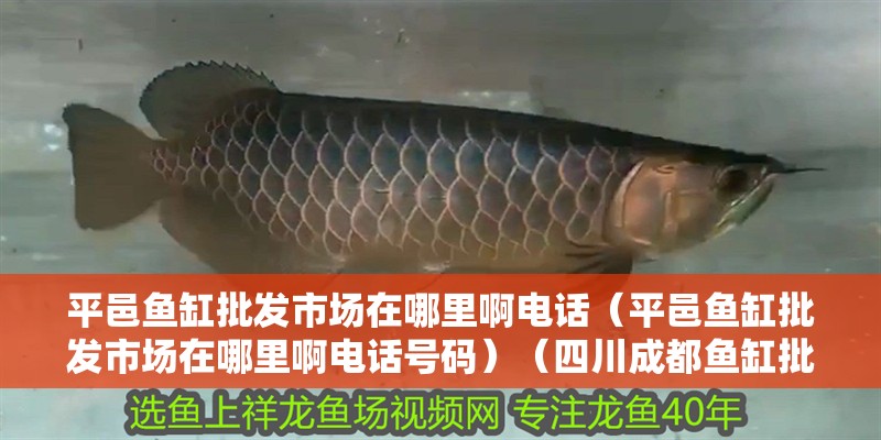 <strong><mark>平邑</mark></strong>魚缸批發市場在哪里啊電話（<strong><mark>平邑</mark></strong>魚缸批發市場在哪里啊電話號碼）（四川成都魚缸批發市場在哪里）