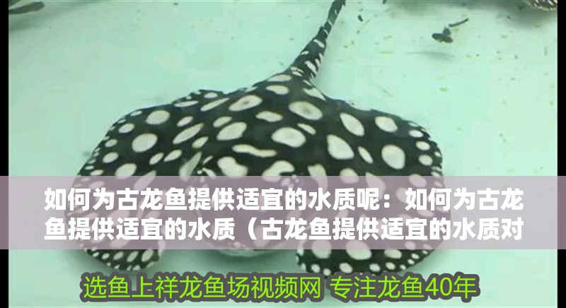 如何為古龍魚提供適宜的水質呢：如何為古龍魚提供適宜的水質（古龍魚提供適宜的水質對其健康至關重要）