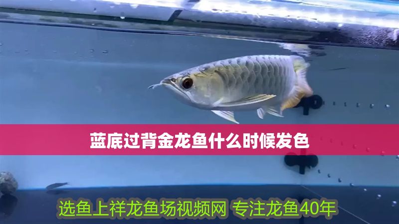 藍底過背金龍魚什么時候發色 龍魚百科 第2張 藍底過背金龍魚什么時候發色 藍底過背金龍魚什么時候發色 龍魚百科 第2張