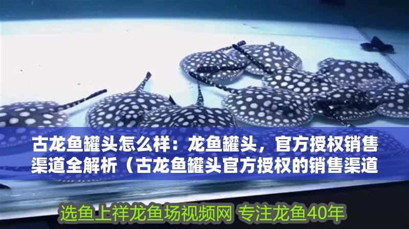 古龍魚罐頭怎么樣：龍魚罐頭，官方授權銷售渠道全解析（古龍魚罐頭官方授權的銷售渠道）