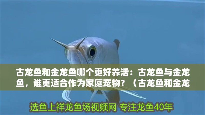 古龍魚和金龍魚哪個(gè)更好養(yǎng)活：古龍魚與金龍魚，誰更適合作為家庭寵物？（古龍魚和金龍魚哪個(gè)更好養(yǎng)）