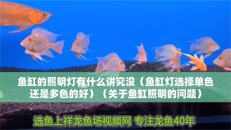 魚缸的照明燈有什么講究沒（魚缸燈選擇單色還是多色的好）（關(guān)于魚缸照明的問題） 魚缸的照明燈有什么講究沒（魚缸燈選擇單色還是多色的好）（關(guān)于魚缸照明的問題） 觀賞魚百科