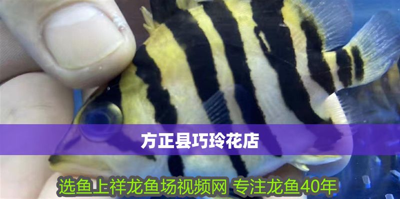 方正縣巧玲花店 方正縣巧玲花店 全國水族館企業名錄 第1張