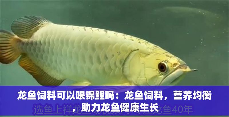 龍魚飼料可以喂錦鯉嗎：龍魚飼料，營養(yǎng)均衡，助力龍魚健康生長