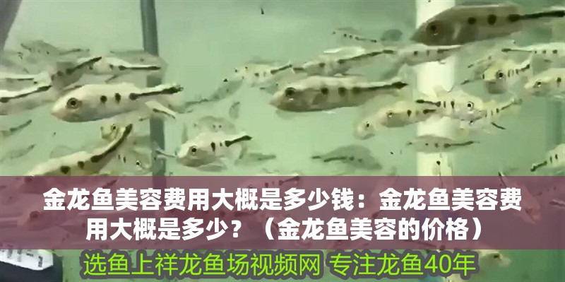 金龍魚美容費用大概是多少錢：金龍魚美容費用大概是多少？（金龍魚美容的價格）