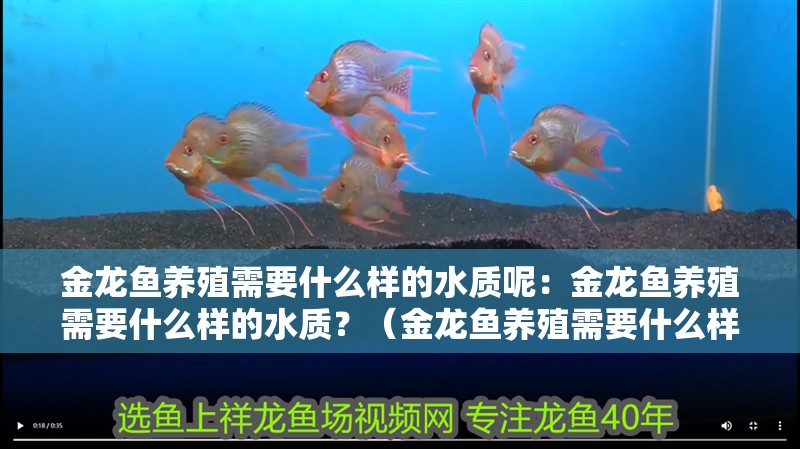 金龍魚養(yǎng)殖需要什么樣的水質(zhì)呢：金龍魚養(yǎng)殖需要什么樣的水質(zhì)？（金龍魚養(yǎng)殖需要什么樣的水質(zhì)） 金龍魚養(yǎng)殖需要什么樣的水質(zhì)呢：金龍魚養(yǎng)殖需要什么樣的水質(zhì)？（金龍魚養(yǎng)殖需要什么樣的水質(zhì)） 水族問答