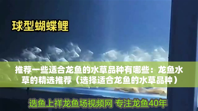 推薦一些適合龍魚的水草品種有哪些：龍魚水草的精選推薦（選擇適合龍魚的水草品種）