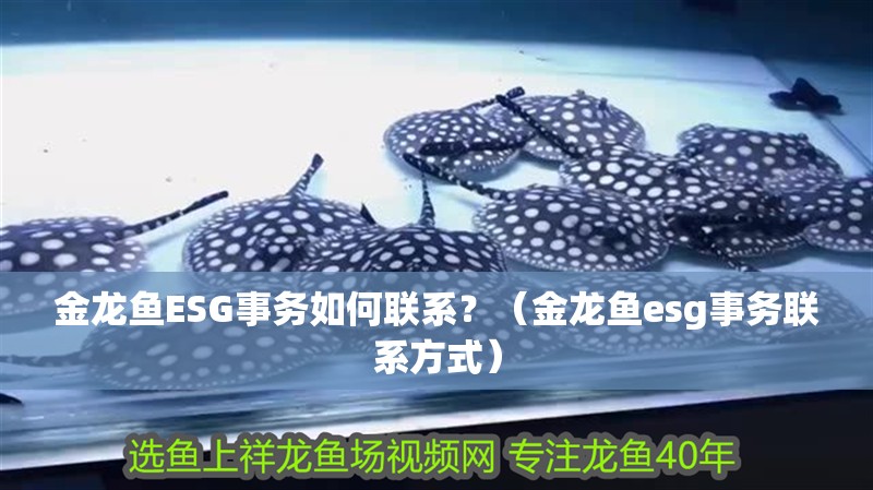 金龍魚ESG事務如何聯系？（金龍魚esg事務聯系方式） 金龍魚ESG事務如何聯系？（金龍魚esg事務聯系方式） 龍魚百科