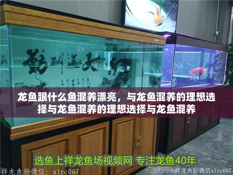 龍魚跟什么魚混養漂亮，與龍魚混養的理想選擇與龍魚混養的理想選擇與龍魚混養