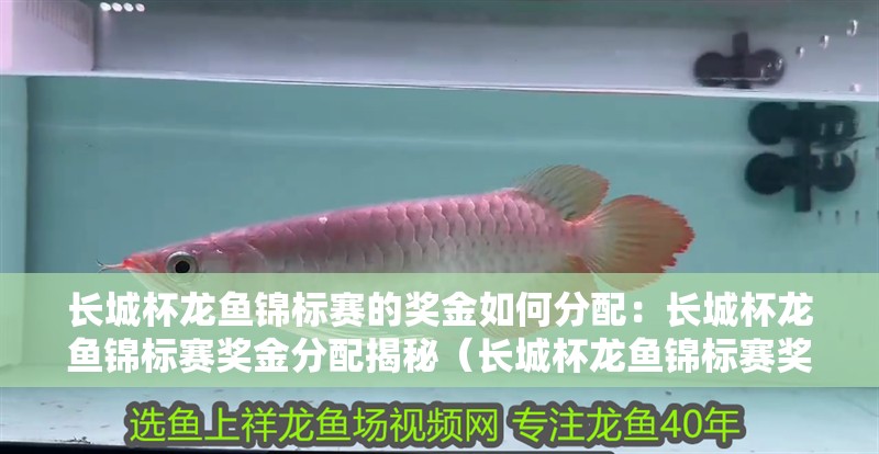 長(zhǎng)城杯龍魚錦標(biāo)賽的獎(jiǎng)金如何分配：長(zhǎng)城杯龍魚錦標(biāo)賽獎(jiǎng)金分配揭秘（長(zhǎng)城杯龍魚錦標(biāo)賽獎(jiǎng)金分配）